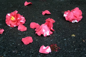fallen camellia.jpg